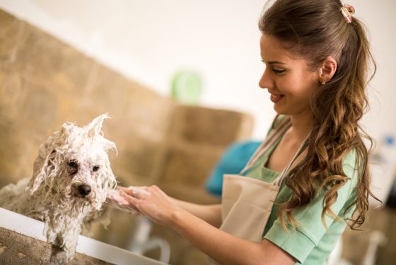 Professional dog showering in bath
