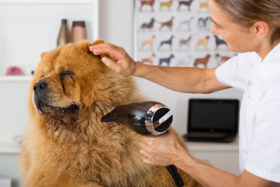 Canine hairdresser in a beauty clinic with Chow Chow