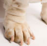 coupon-image